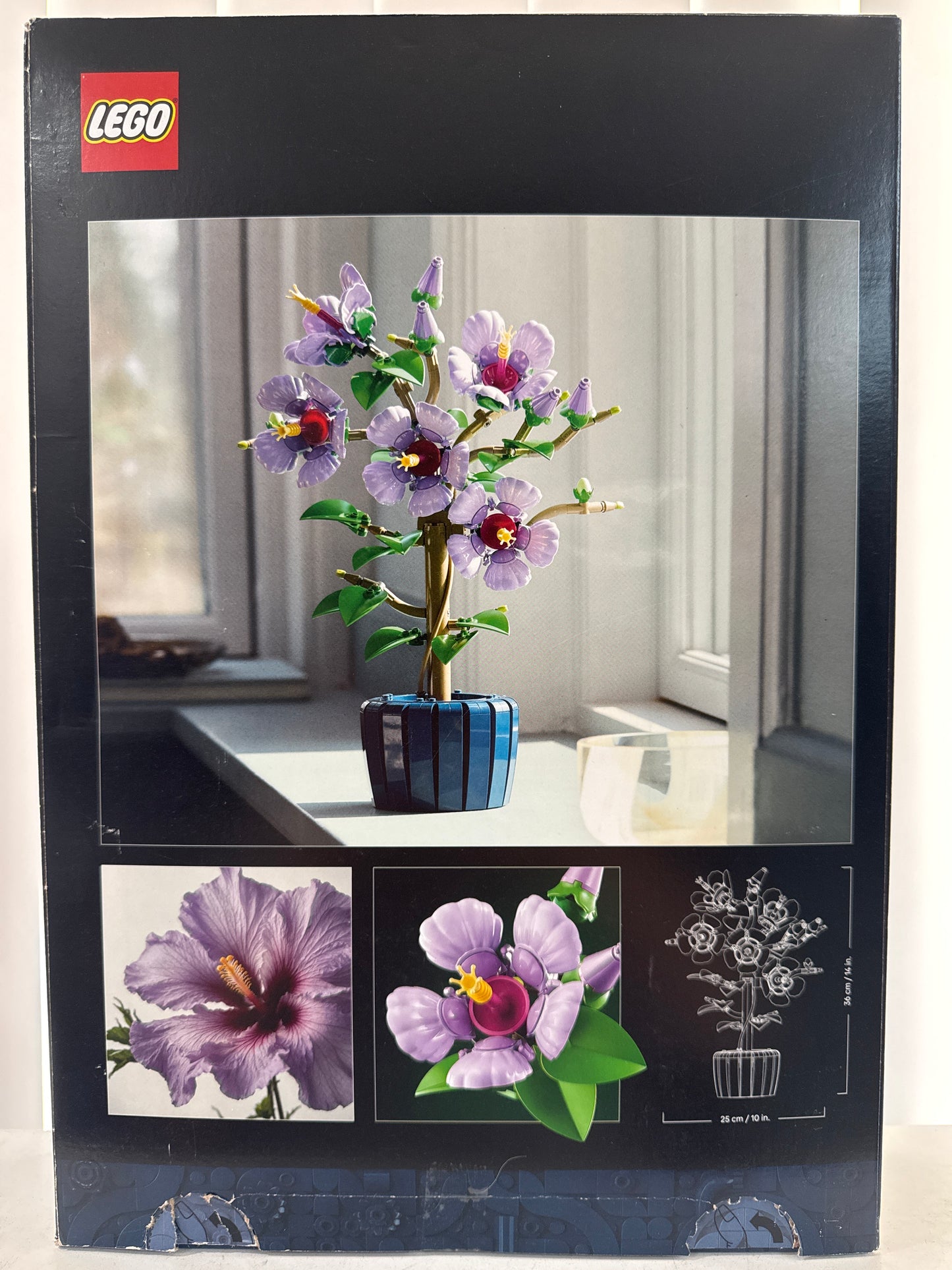 10372 Hibiscus